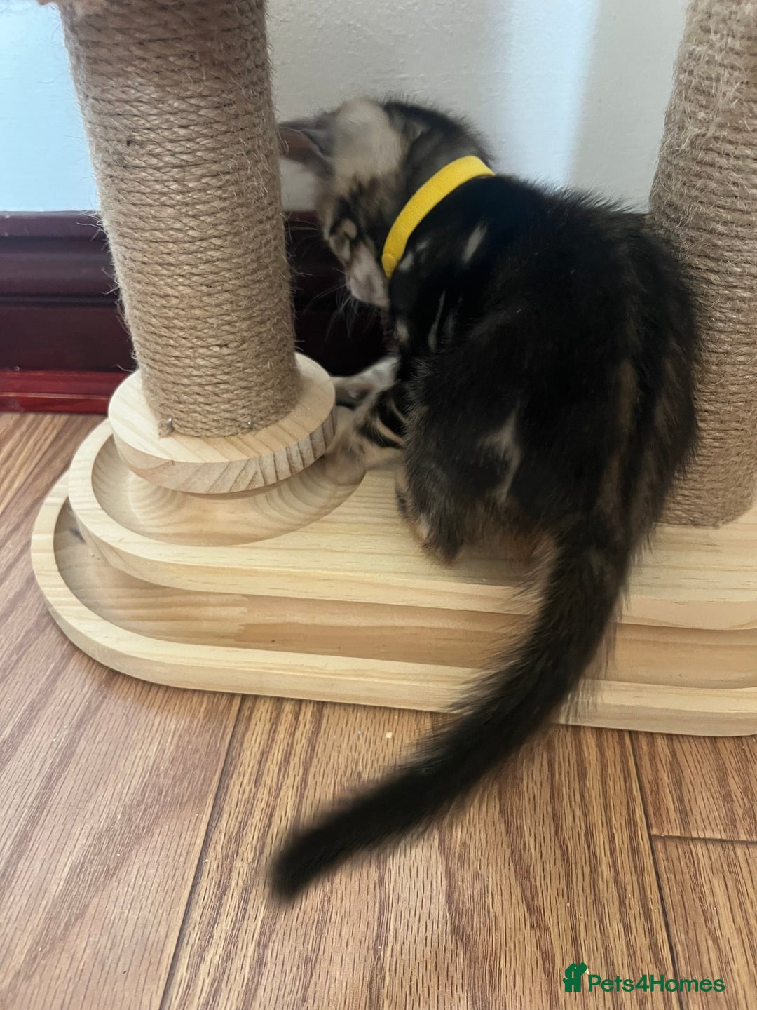 Bengal cats for sale: 🐾 TICA Registered Bengal Kittens-Ready Now  🐆🥰 - Image 25