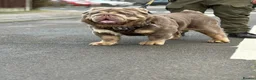 Olde English Bulldogge dogs for stud: old english Bulldoge fluffy  - Advert 4