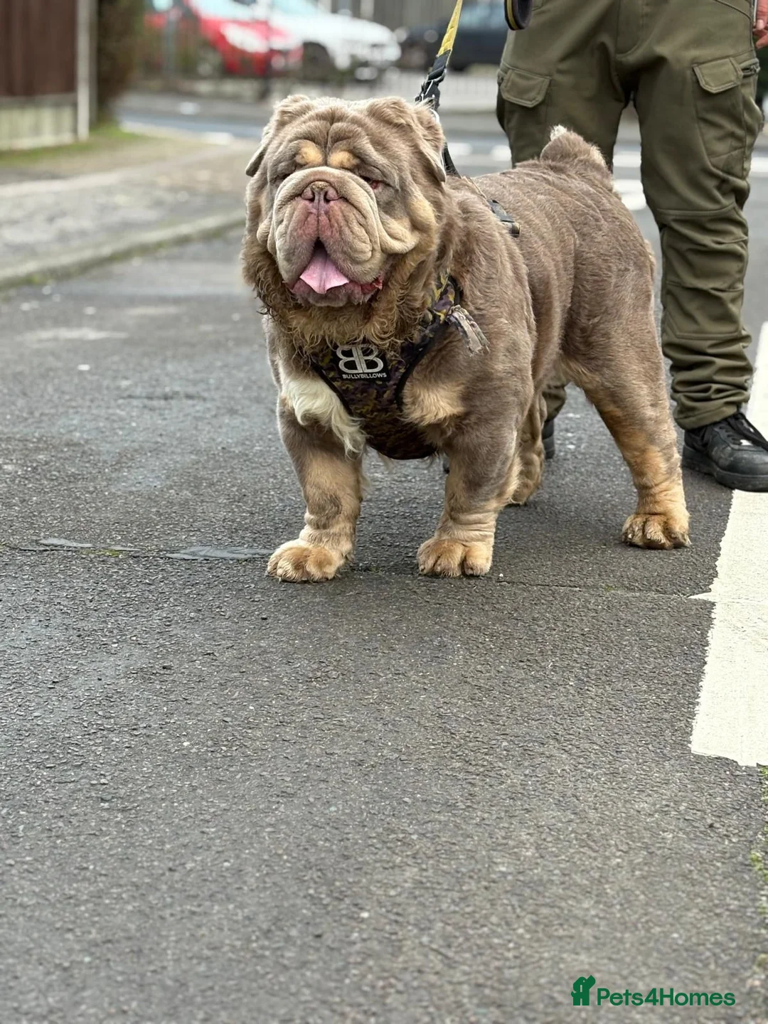 Olde English Bulldogge dogs for stud: old english Bulldoge fluffy  - Advert 4
