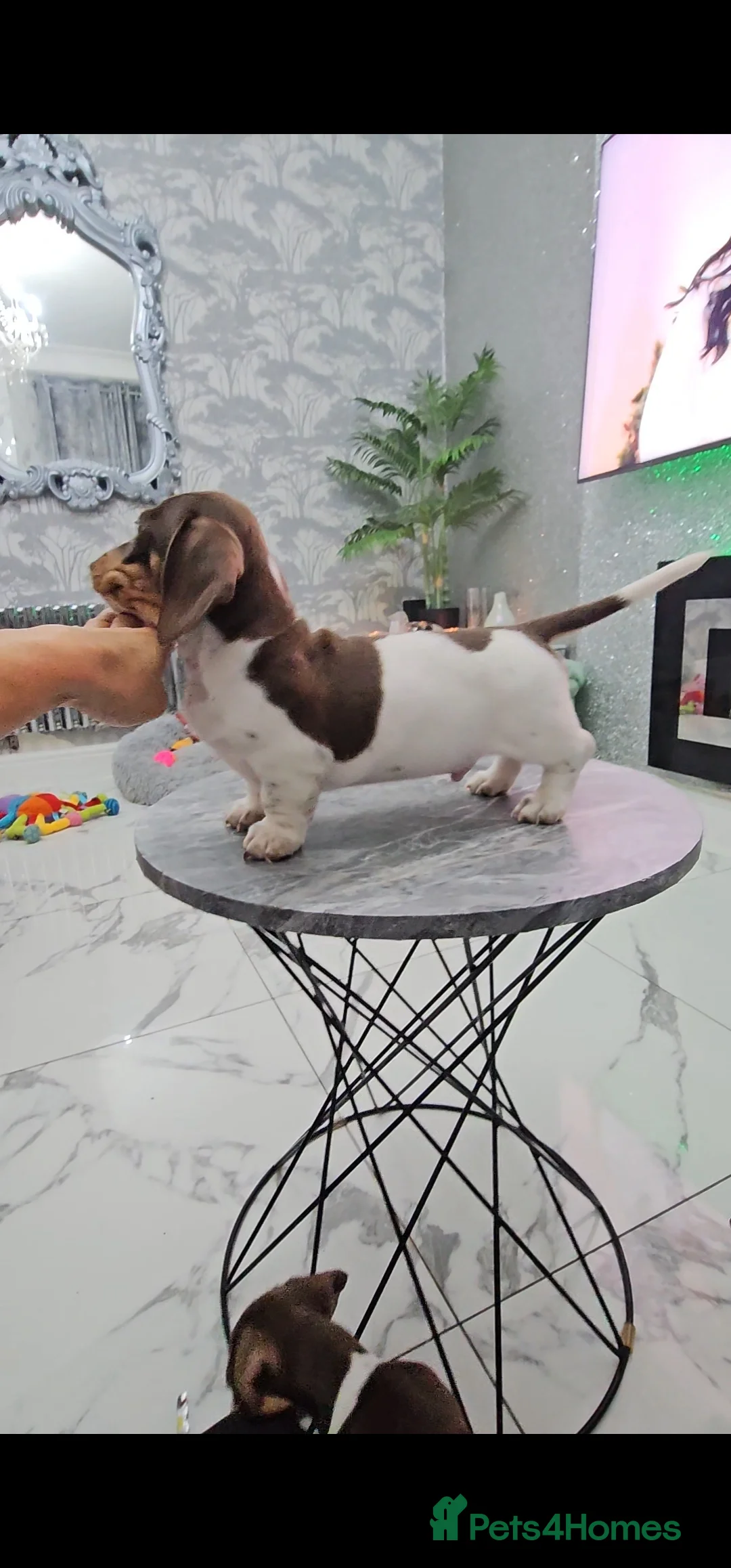 Miniature Dachshund dogs for stud: Piebald miniature Dachshund kc registered  in Blackburn - Advert 19