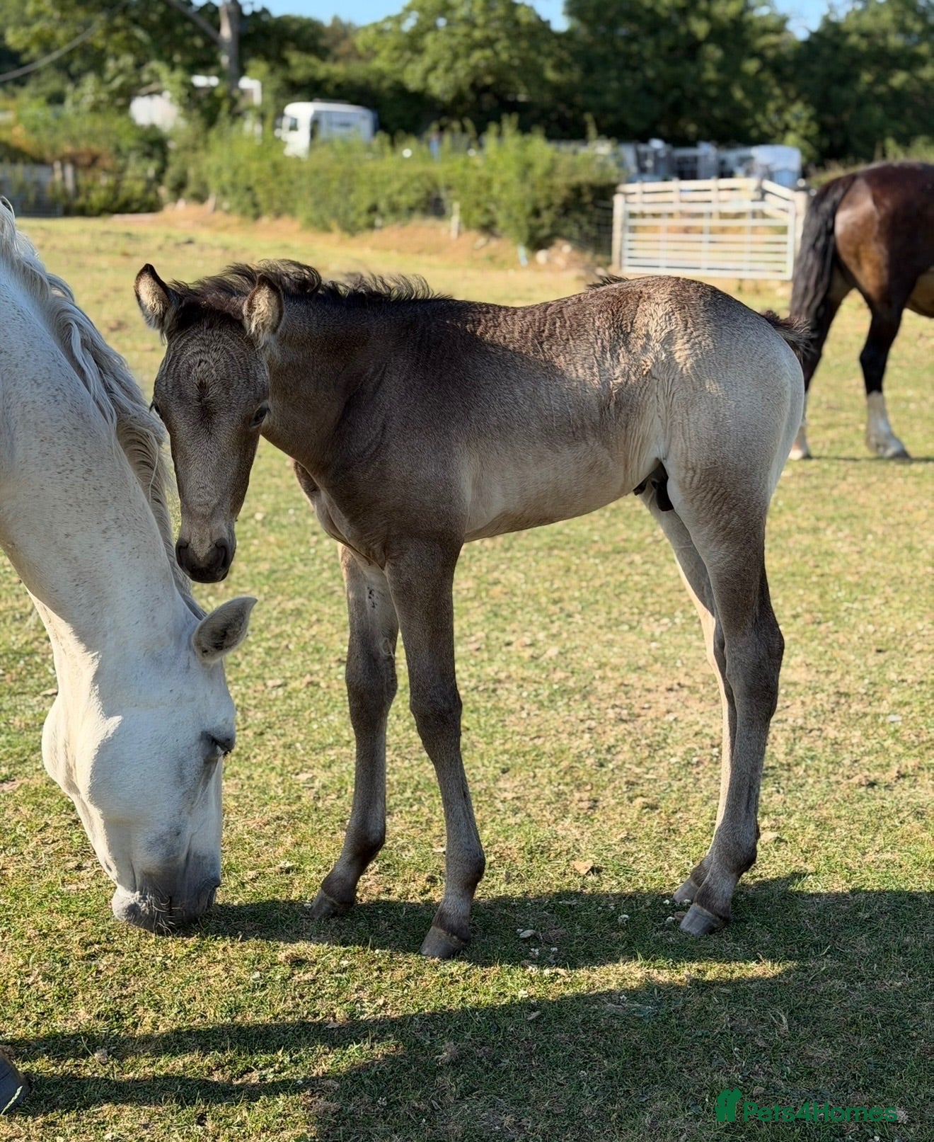 Connemara horses Llynhelyg Dumbledore  - Advert 8