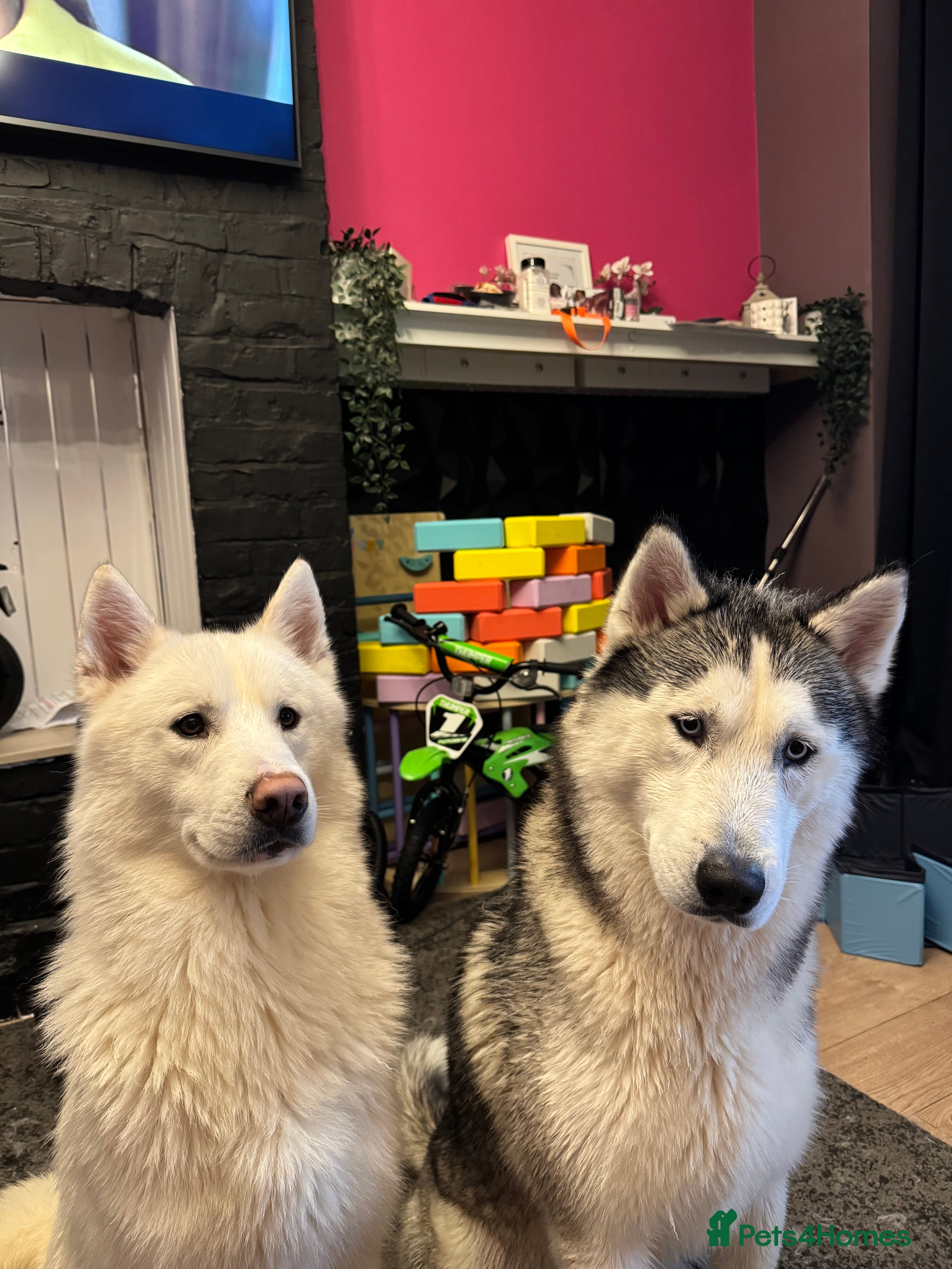 Siberian Husky dogs Two beautiful huskys ( brothers ) - Advert 1