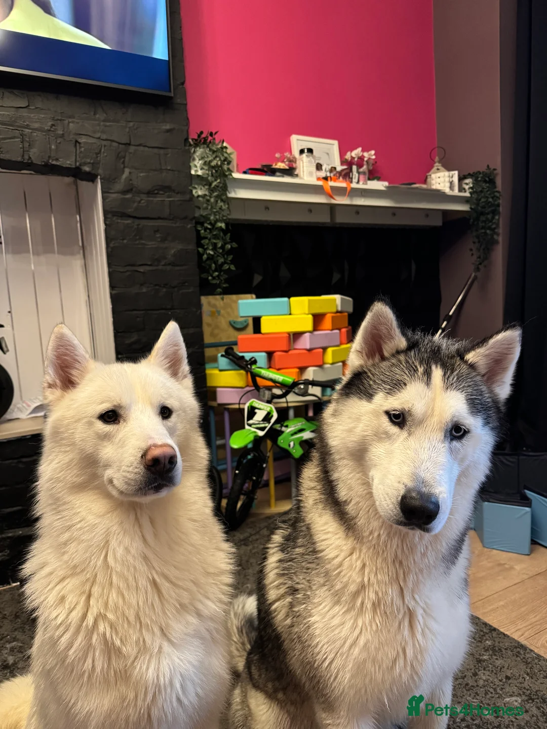 Siberian Husky dogs for sale: Two beautiful huskys ( brothers ) - Advert 1