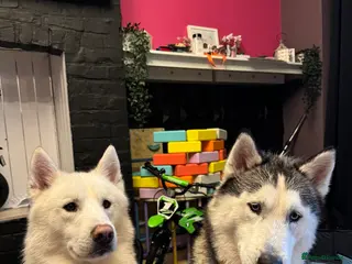 Siberian Husky dogs Two beautiful huskys ( brothers ) - Advert 1