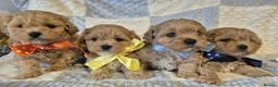 Maltipoo dogs for sale: Adorable very small maltipoo puppies 🐶❤️ - Advert 1