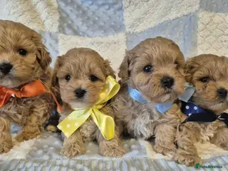 Maltipoo dogs Adorable very small maltipoo puppies 🐶❤️ - Advert 3