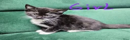 Mixed Breed cats for sale: Kittens ready for new home  - Advert 10
