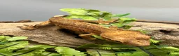 Gecko reptiles for sale: CB25 Crested Geckos | Dalmatian & Lily White  - Advert 9