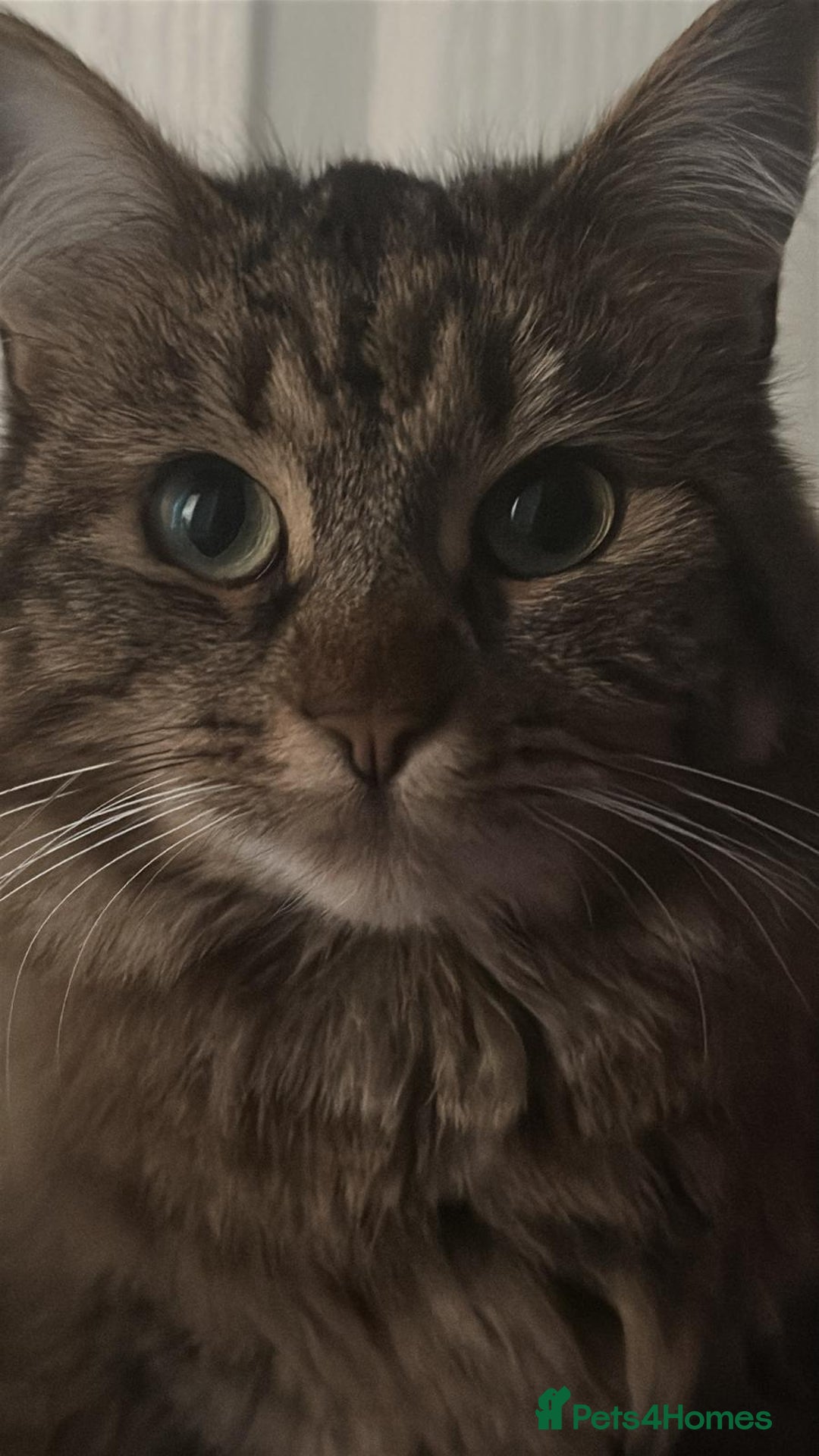 Mixed Breed cats for sale: Female Domestic Long Hair  - Advert 2