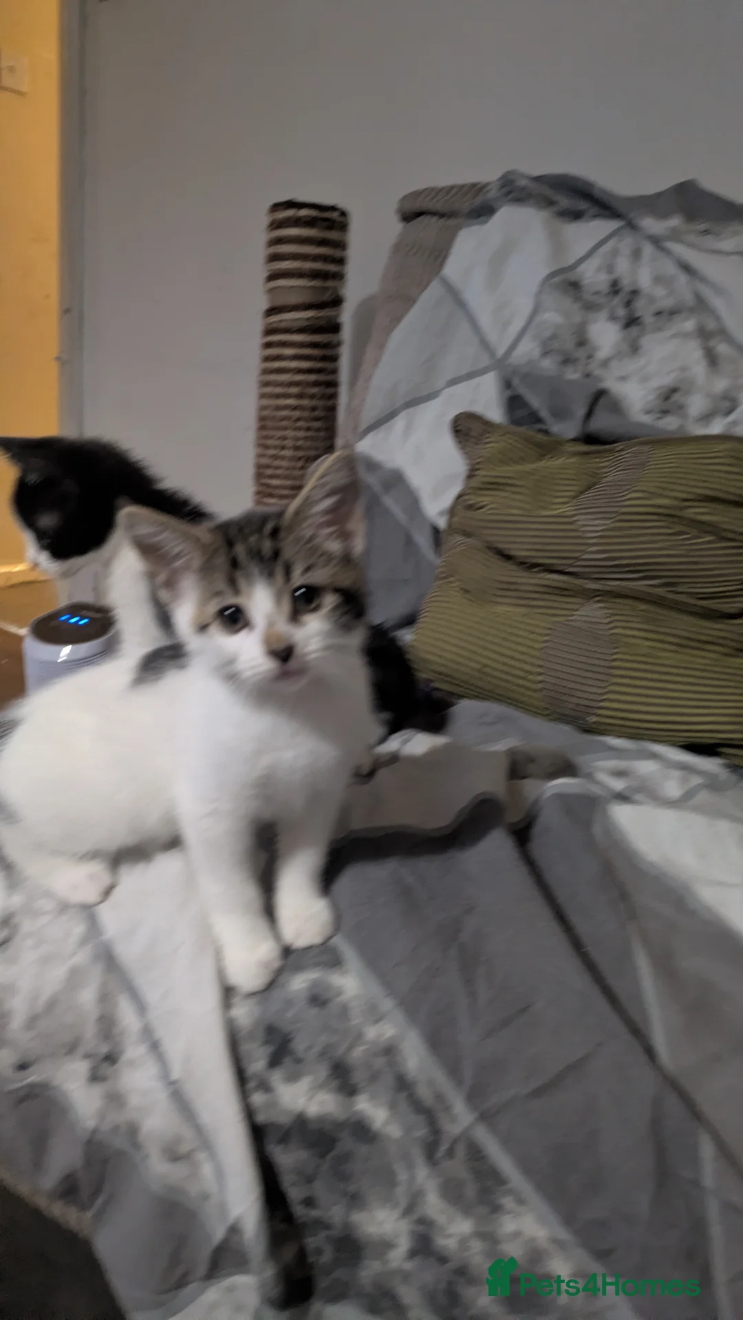 Mixed Breed cats for sale: 10 lovely baby kittens for sale - Advert 3
