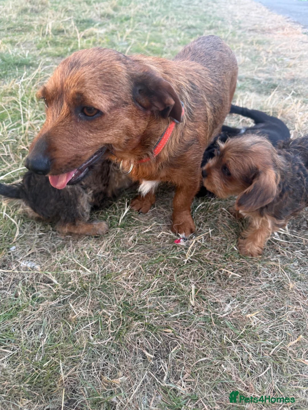 Cairn Terrier dogs for sale: Cairn terrier  in Plymouth - Advert 19