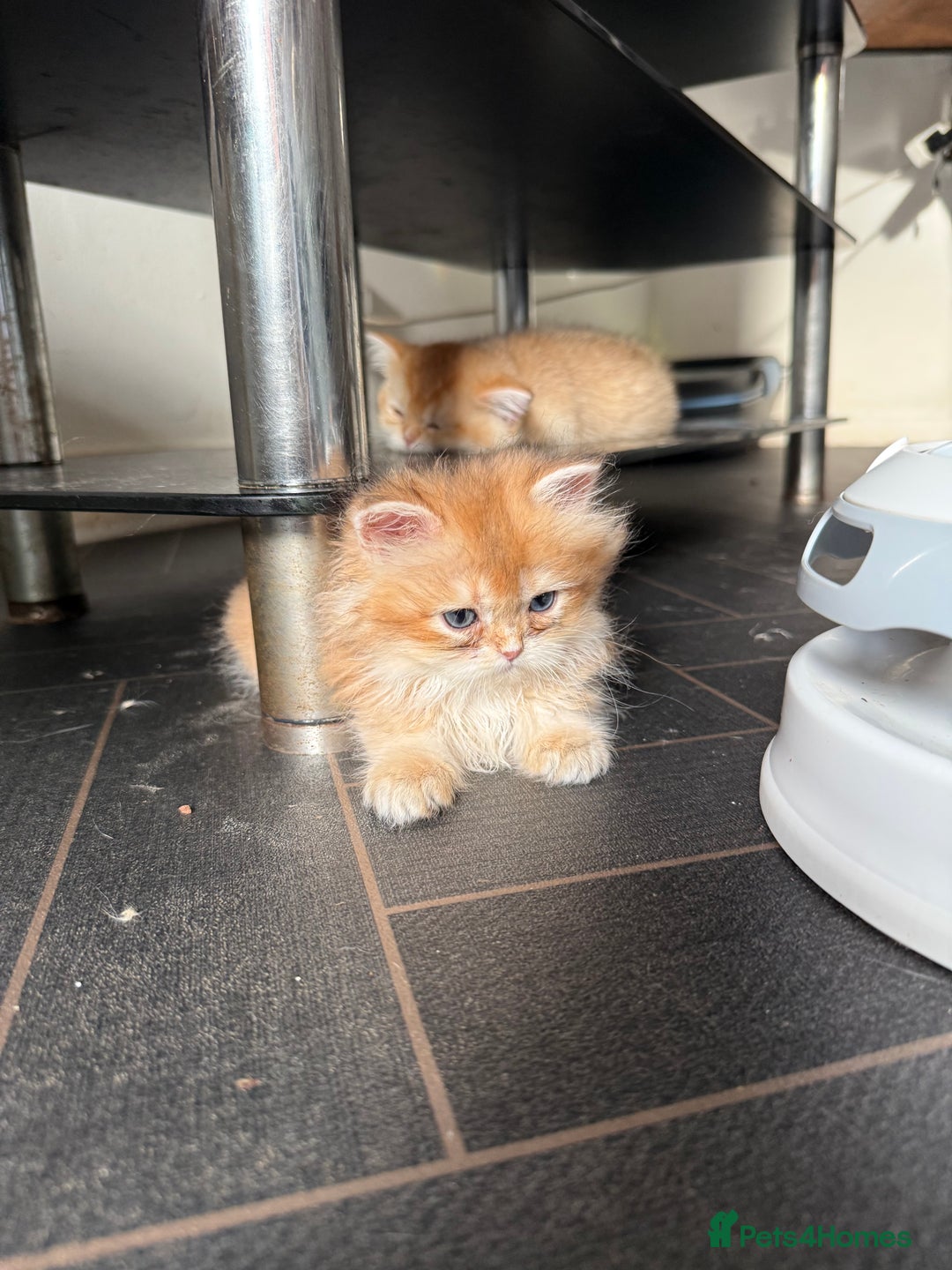 British Shorthair cats for sale: GCCF reg BSH & BLH Chocolate &Black Golden Kittens - Advert 6