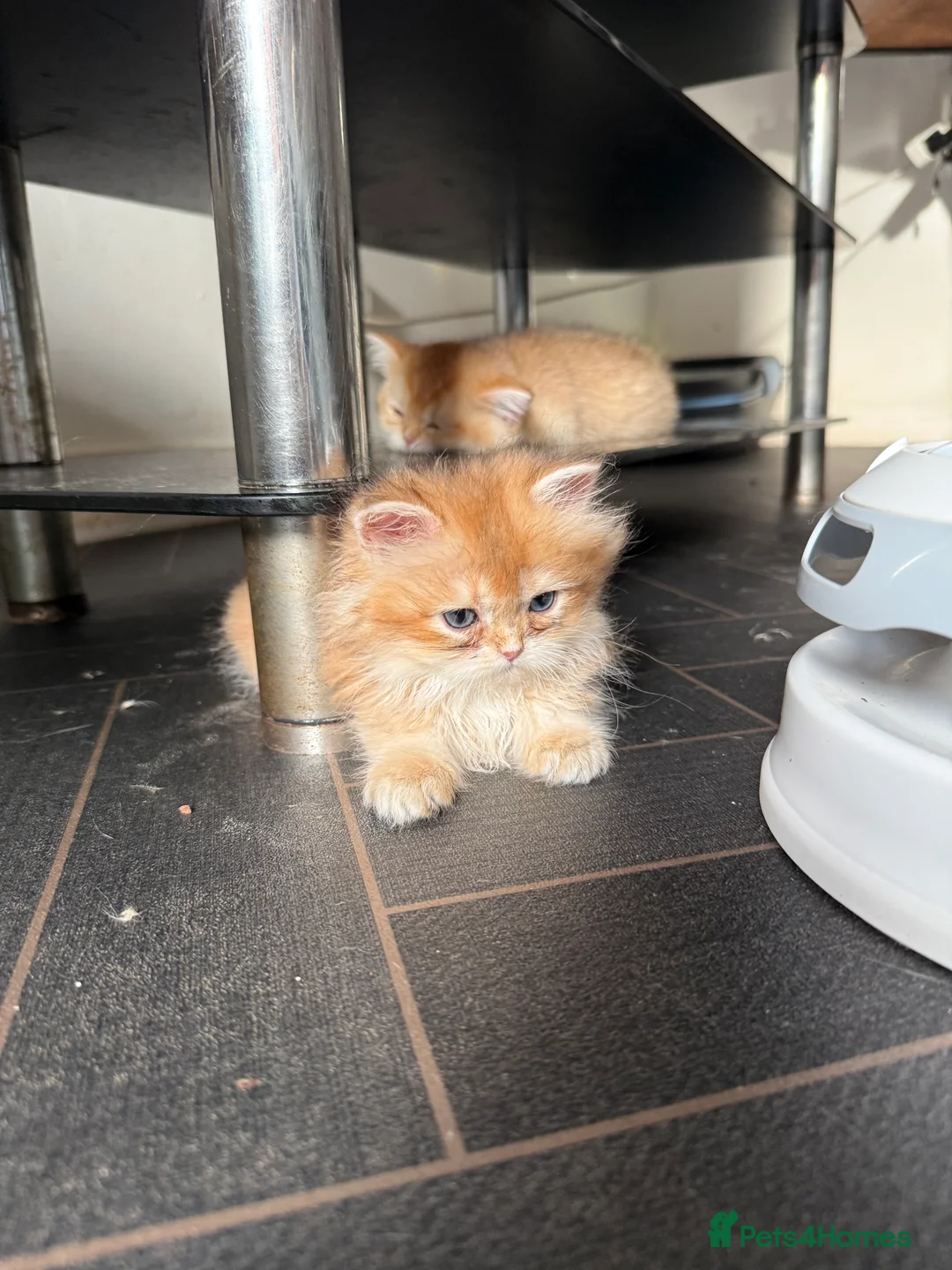 British Shorthair cats for sale: GCCF reg BSH Last Chocolate Gold Blue Eyes Female - Advert 18