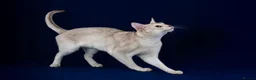 Abyssinian cats for stud: 🏆🏵️🏵️🏵️🥇Exceptional Abyssinian Stud - Advert 5