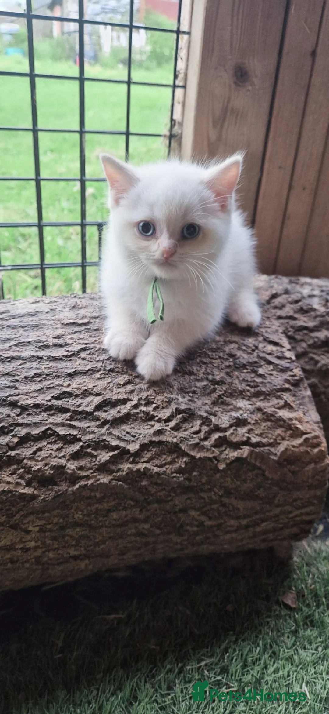 Persian cats for sale: Persian x BSH - Advert 2