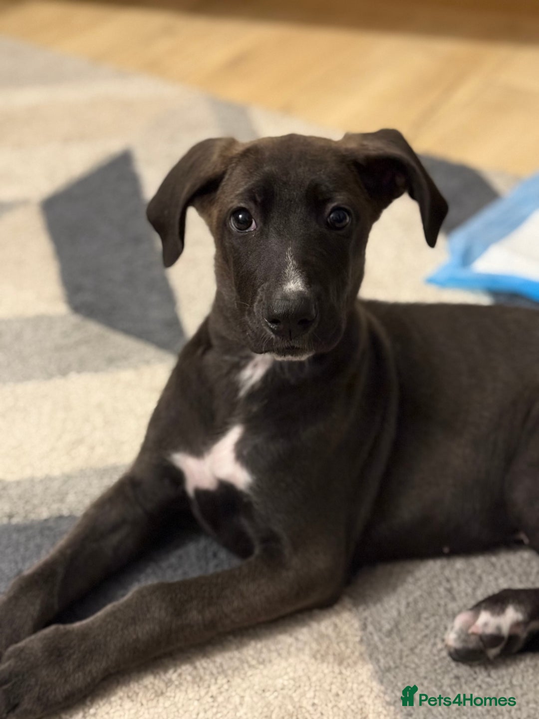 Mixed Breed dogs for sale: German shepherd X Great Dane  - Image 1