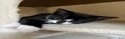 Mixed Breed cats for sale: 5 lovely kittens 🐾 - Advert 33