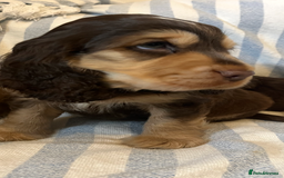 Cocker Spaniel dogs for sale: ADORABLE KC REG SHOW TYPE COCKER SPANIEL PUPPIES - Image 16