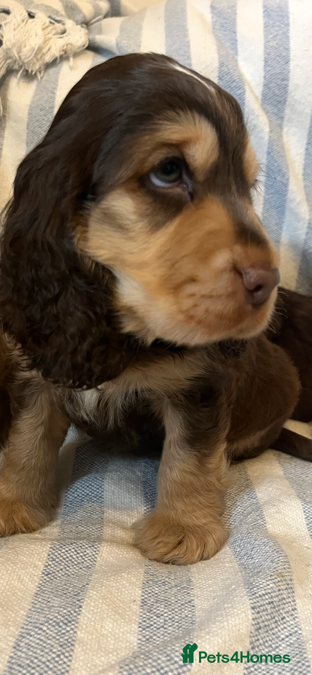 Cocker Spaniel dogs for sale: ADORABLE KC REG SHOW TYPE COCKER SPANIEL PUPPIES - Image 16