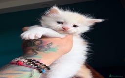 Maine Coon cats for sale: Maine Coons with Tests, Papers & Vet Checks - Advert 10