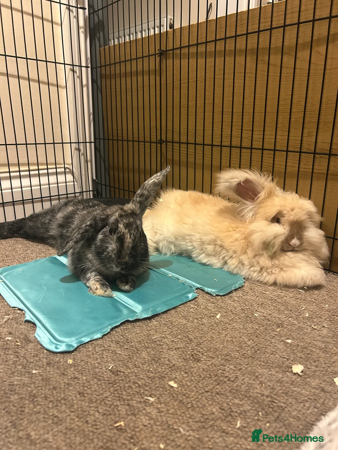 Angora rabbits for sale: Rocket and Lylla in Wokingham - Advert 1