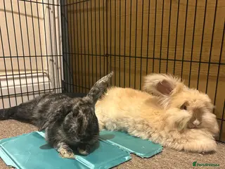 Angora rabbits Rocket and Lylla in Wokingham - Advert 1