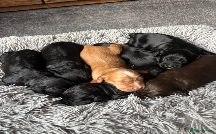 Cocker Spaniel dogs - Advert 16