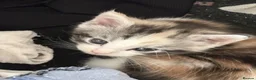Maine Coon cats for sale:  Cross maine coon kittens - Advert 13