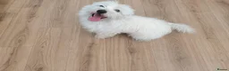 West Highland Terrier dogs for sale: KC registered - Beautiful 2 girls and 2 boys  - Advert 5