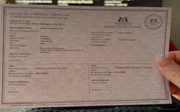 Whippet dogs for sale: 6x full breed pure whippet pedigree female pups - Image 2