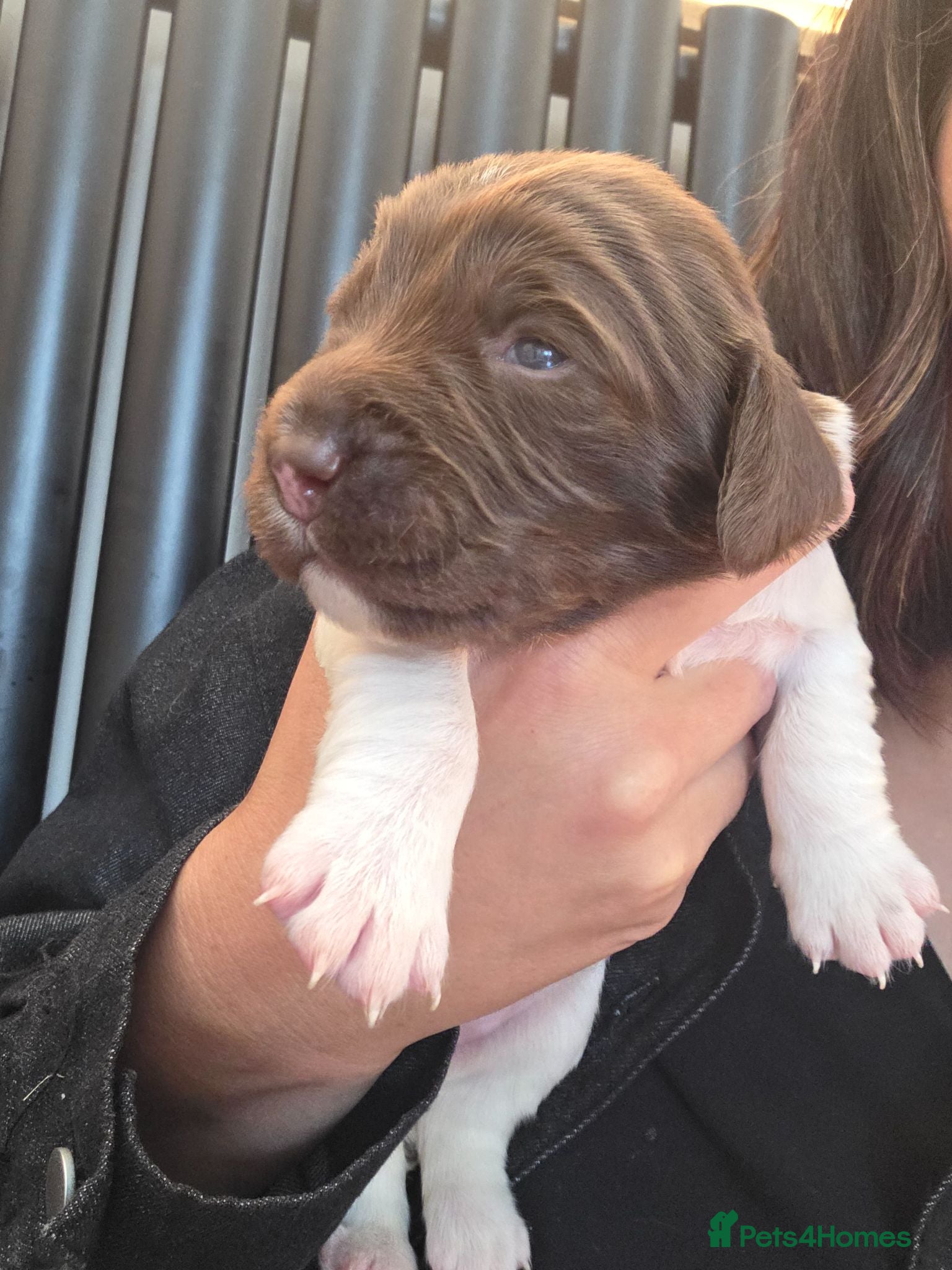English Springer Spaniel dogs KC registered English Springer Spaniels  - Advert 13