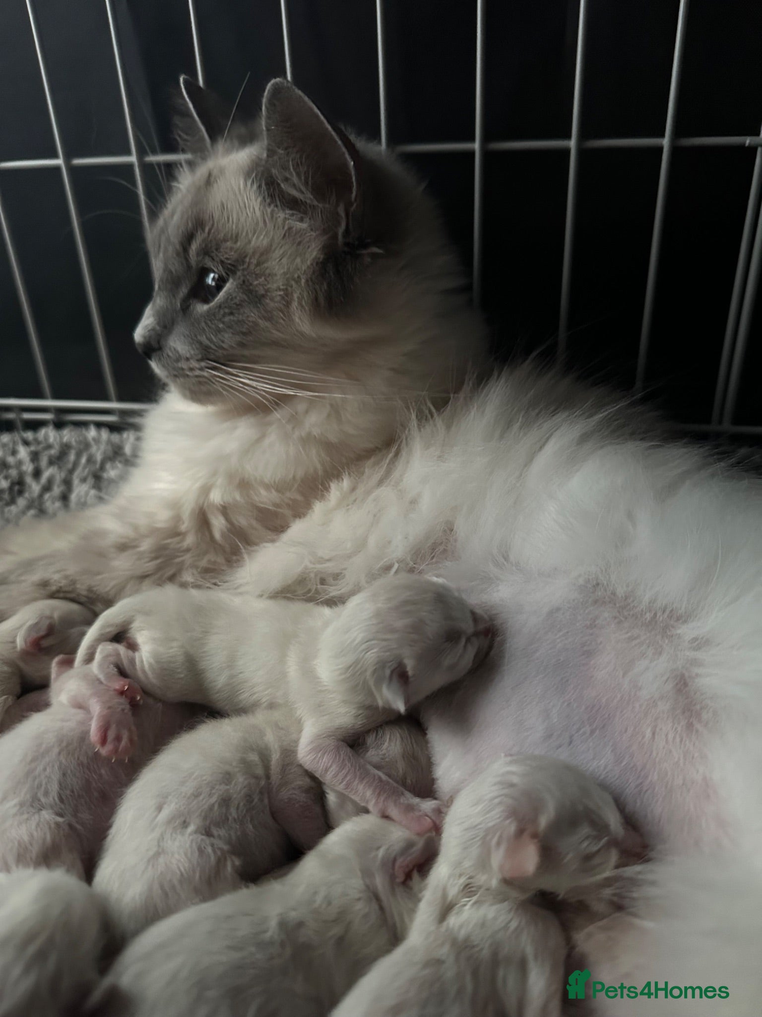 Ragdoll cats Ragdoll Kittens For Sale - Advert 1