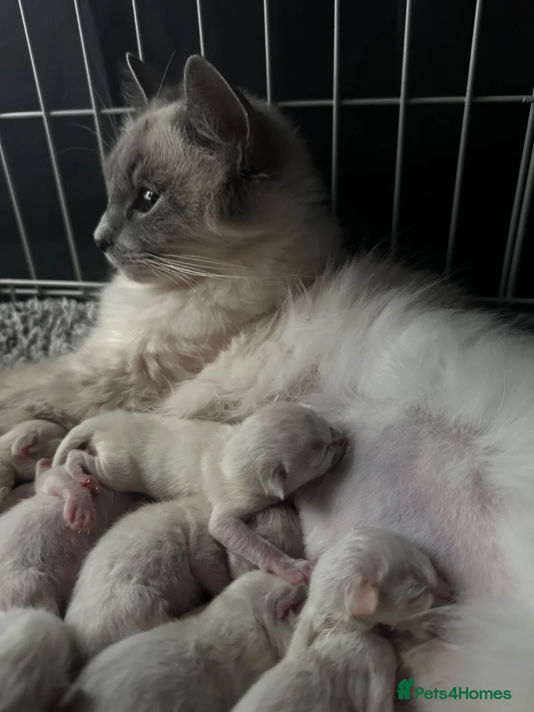 Ragdoll cats for sale: Ragdoll Kittens For Sale - Advert 1