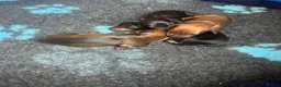 Miniature Dachshund dogs for sale: Miniature Dachshund Puppies - Advert 7