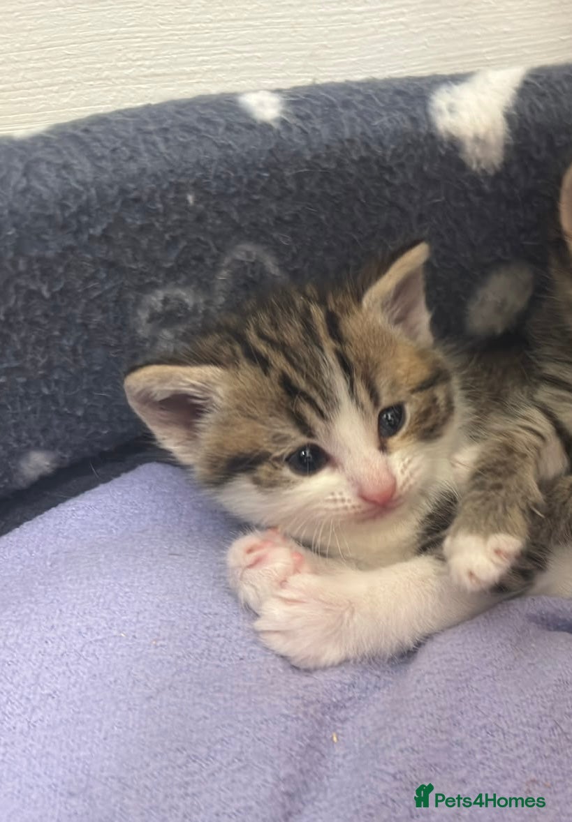 Mixed Breed cats Gorgeous Bengal cross babies  - Advert 2