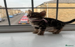 Bengal cats for sale: 6 Stunning Bengal kittens - Image 9