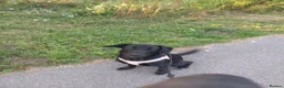 Springador dogs for sale: Springador 7 months old in Bolton - Advert 4