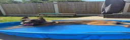 Belgian Shepherd Dog dogs for sale: 1 year old female Belgian malinos  - Advert 20