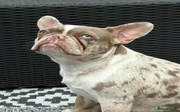 Mixed Breed dogs for sale: Stunning Frenchton Pups Boys & Girls - Image 4
