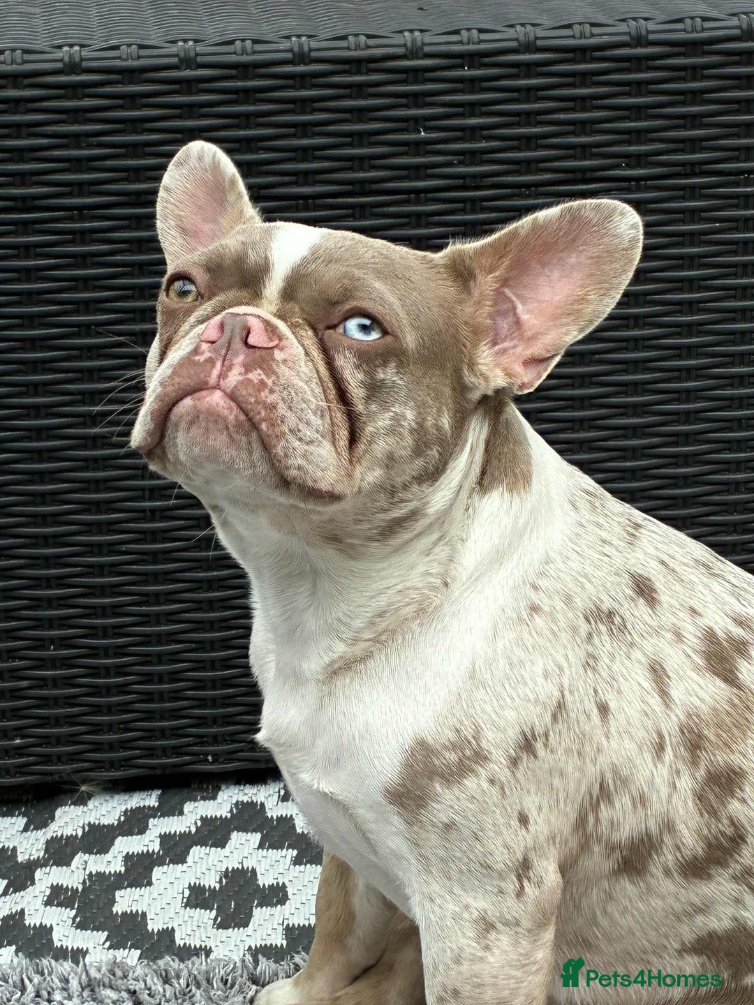 Mixed Breed dogs for sale: Stunning Frenchton Pups Boys & Girls - Image 4