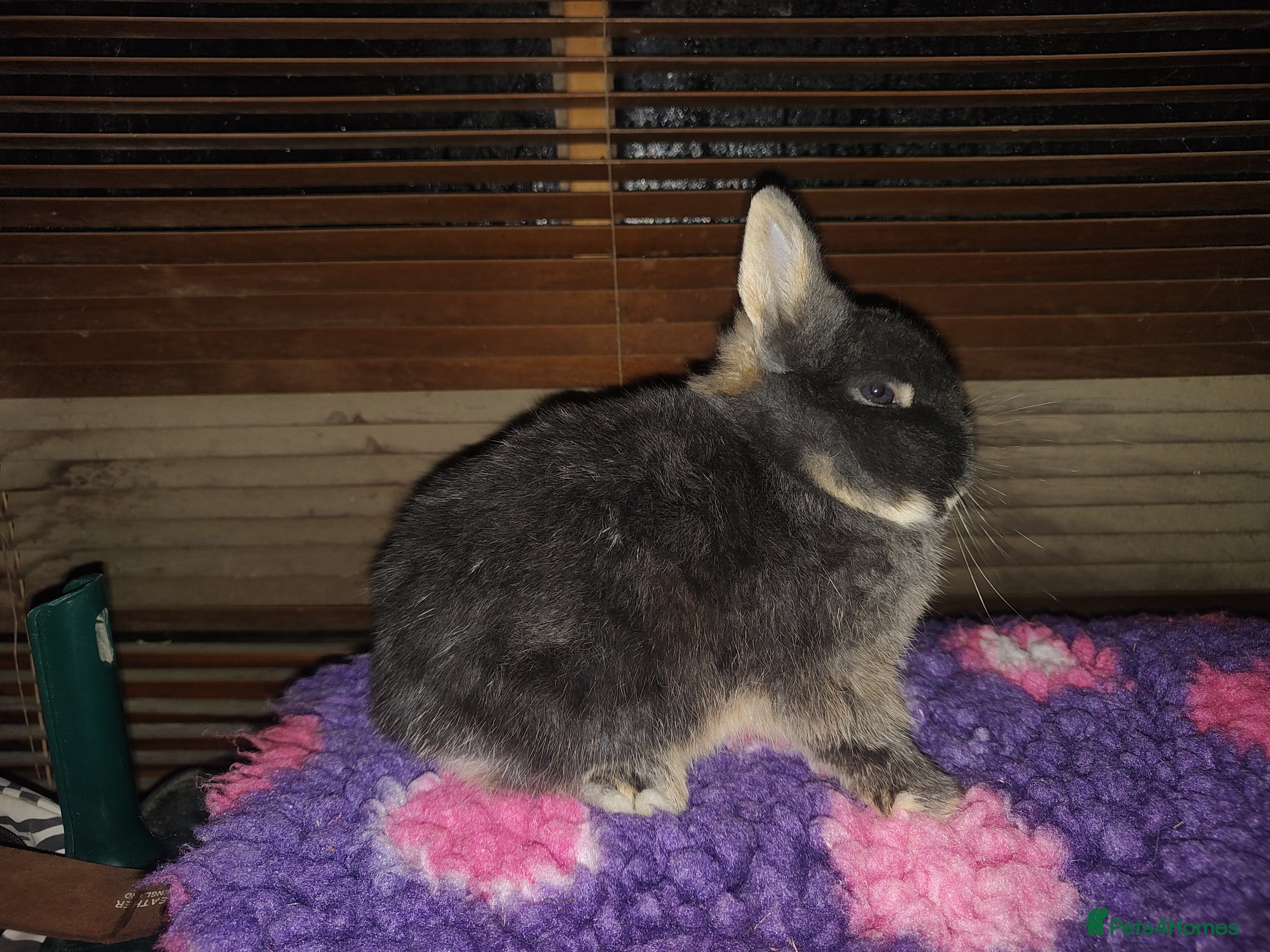 Netherland Dwarf rabbits Beautiful blue otter Netherland dwarf  - Advert 3