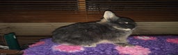 Netherland Dwarf rabbits for sale: Beautiful blue otter Netherland dwarf  - Advert 1