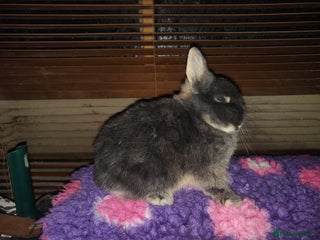 Netherland Dwarf rabbits Beautiful blue otter Netherland dwarf - Advert 4