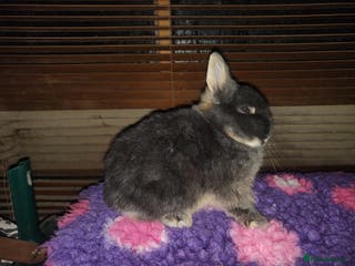 Netherland Dwarf rabbits Beautiful blue otter Netherland dwarf - Advert 11