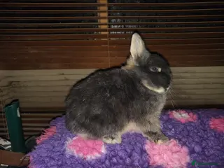 Netherland Dwarf rabbits Beautiful blue otter Netherland dwarf - Advert 21