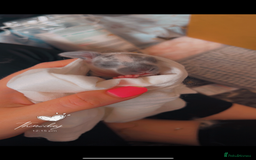 French Lop rabbits for sale: Giant French lop rabbits  - Image 25