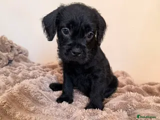 Mixed Breed dogs Frenchipoos - Advert 2