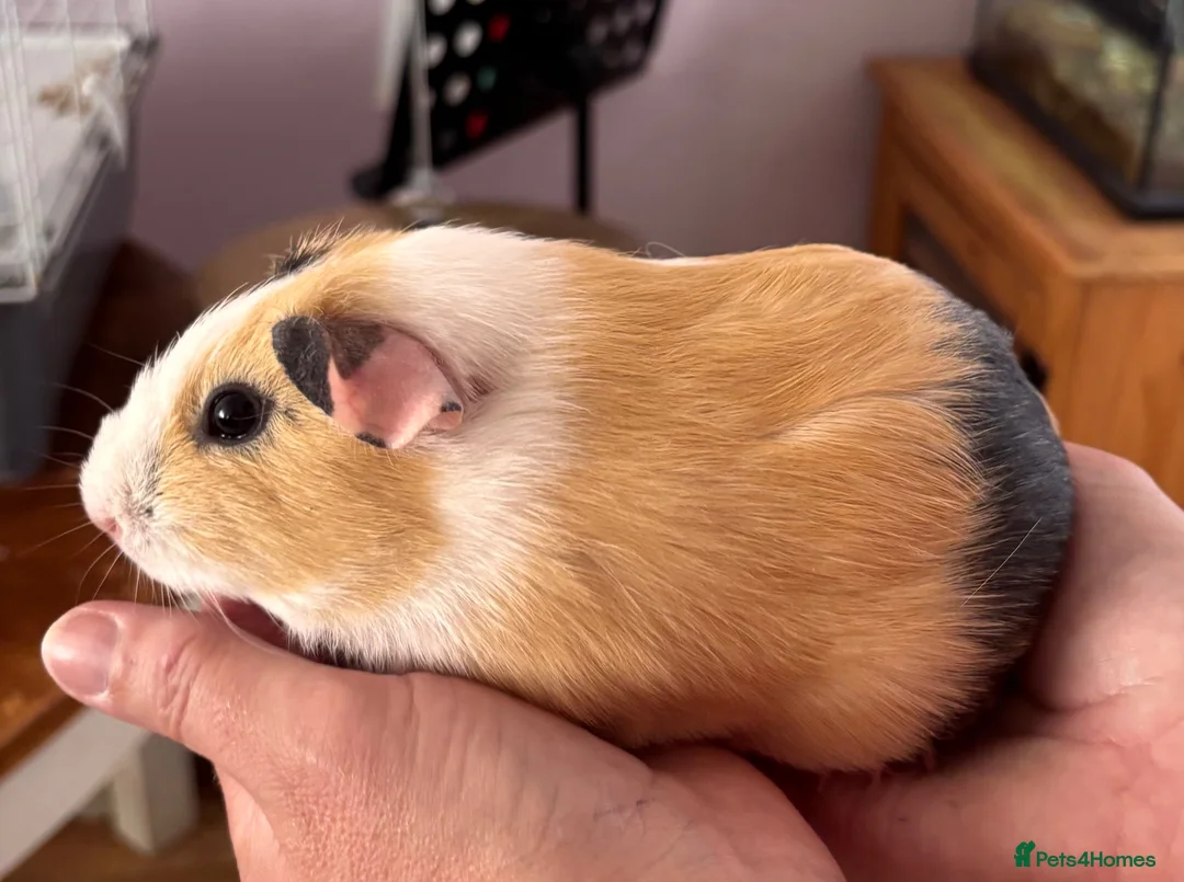 Guinea Pig rodents for sale: Guinea pigs for sale - Advert 2