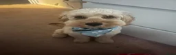 Cockapoo dogs for stud: Rosco - Cockapoo experienced stud in Witham - Advert 5