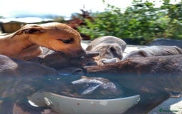 Mixed Breed dogs for sale: Lurcher puppies  - Image 6